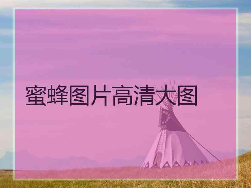 蜜蜂图片高清大图